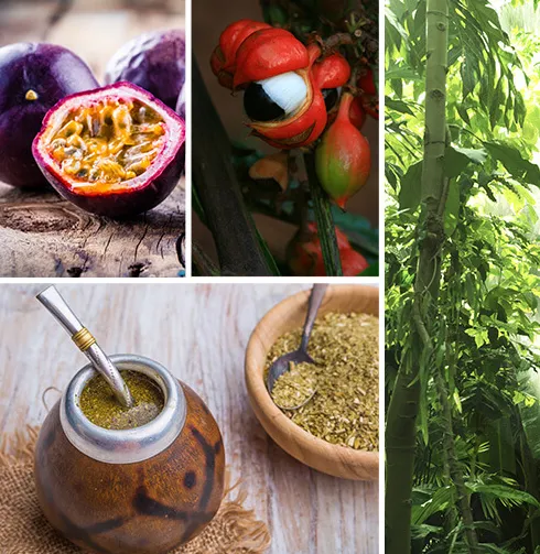 Palais des Thes Brazilian Detox øko mate 100 g energi