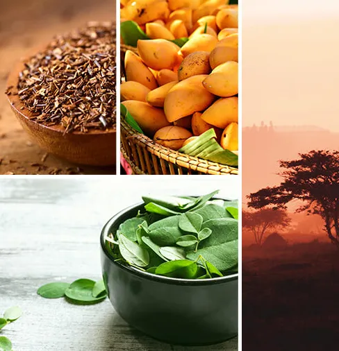 Palais des Thés South African Detox te 100g øko