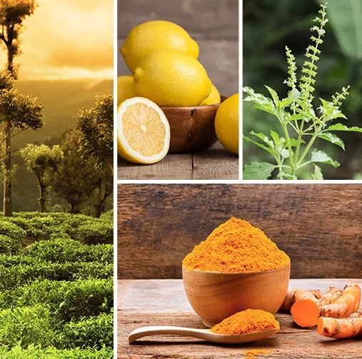 Palais des Thés Indian Detox sort te tedåse 120 g krydret